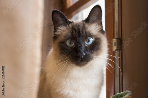 Beautiful siamese cat with huge blue eyes staring directly at camera, next to wooden window. © Ana Fidalgo