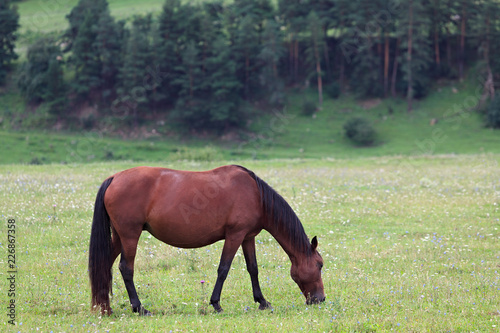 Obraz Alpejskie pastwisko w lesie dla koni.
