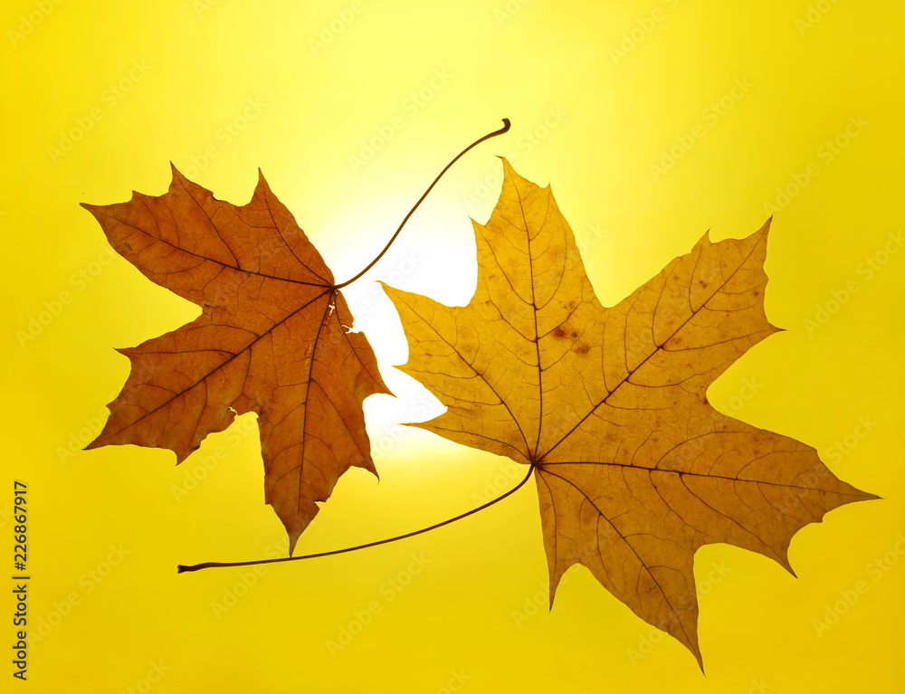autumn gold yellow background setting sun maple leaf autumn gold yellow background setting sun maple leaf