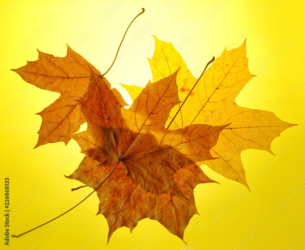 Fototapeta premium autumn gold yellow background setting sun maple leaf