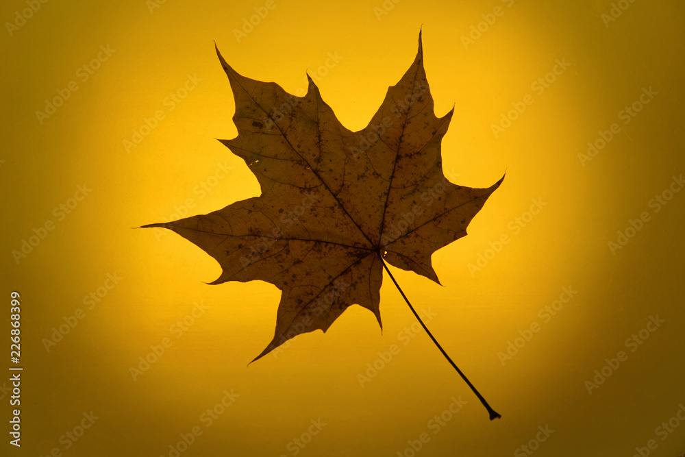 autumn gold yellow background setting sun maple leaf autumn gold yellow background setting sun maple leaf