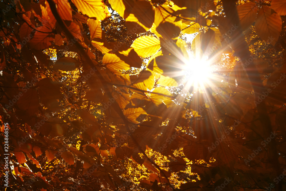 Obraz Magiczne promienie słońca przez złoto-czerwone liście jesieni.