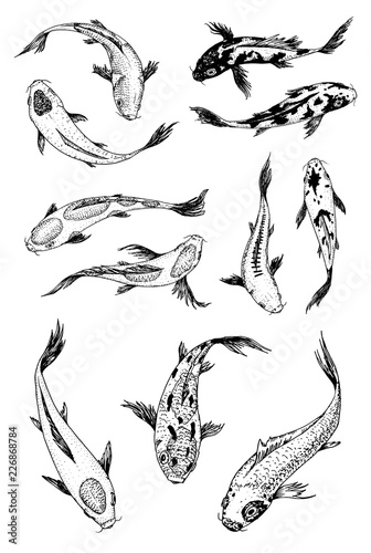 Set of Koi carps, japanese fish. korean animals. Engraved hand drawn line art Vintage tattoo monochrome sketch for label.