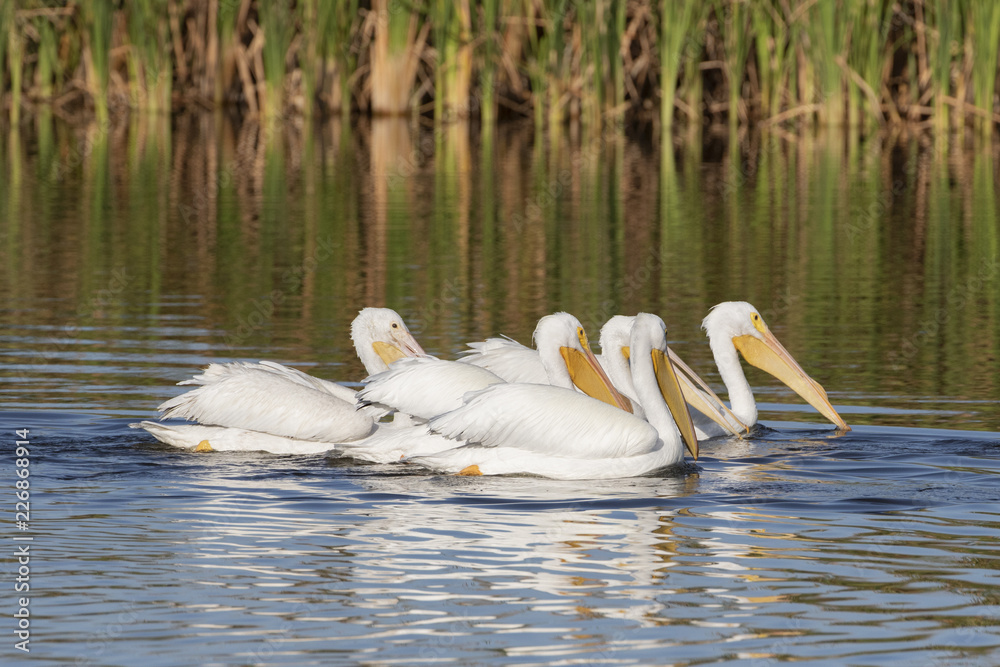 White Pelicans in a Florida marsh White Pelicans in a Florida marsh