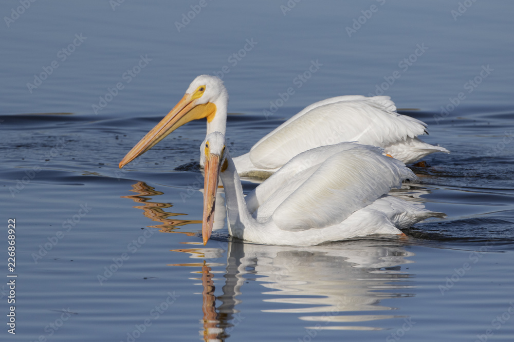 White Pelicans in a Florida marsh White Pelicans in a Florida marsh