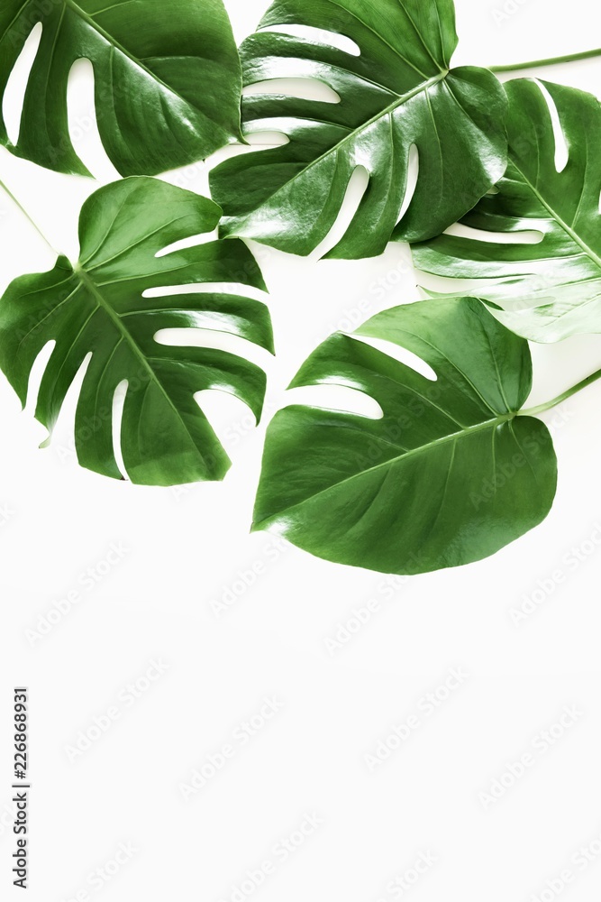 Tropical palm leaf Monstera isolated on white background. Flat lay, top view, copy space 