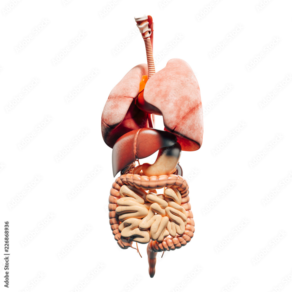 3d man render, anatomy showing internal organs Stock Illustration ...