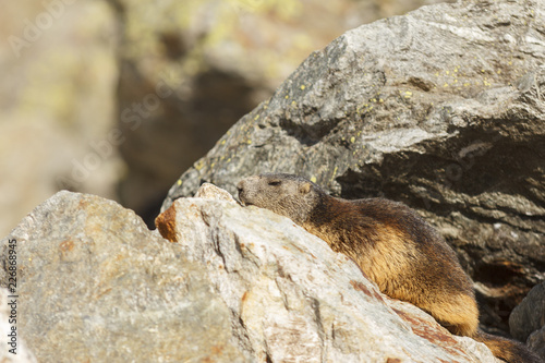 Alpenmurmeltier (Marmota marmota) beim ausruhen in den schweizer Alpen