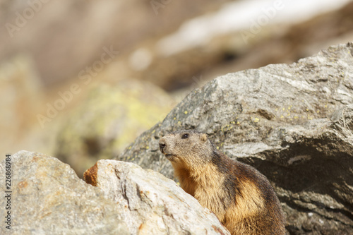 Murmeltier (Marmota marmota) in den schweizer Alpen 