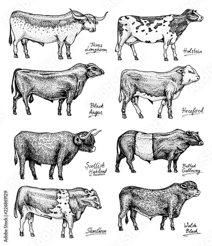 Farm cattle bulls and cows. Different breeds of domestic animals. Engraved hand drawn monochrome sketch. Vintage line art.