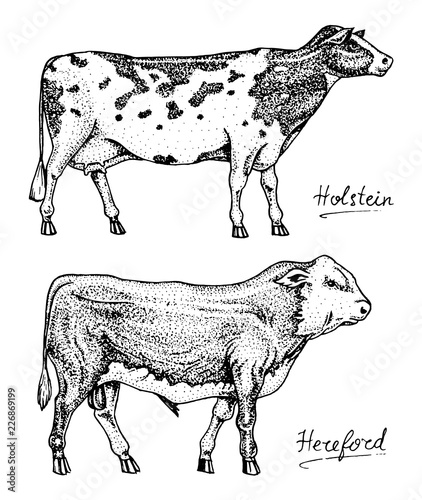 Farm cattle bulls and cows. Different breeds of domestic animals. Engraved hand drawn monochrome sketch. Vintage line art.