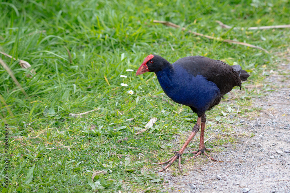 A funny pukeko walks onto the track through the Travis Wetland in Christchurch, New Zealand A funny pukeko walks onto the track through the Travis Wetland in Christchurch, New Zealand
