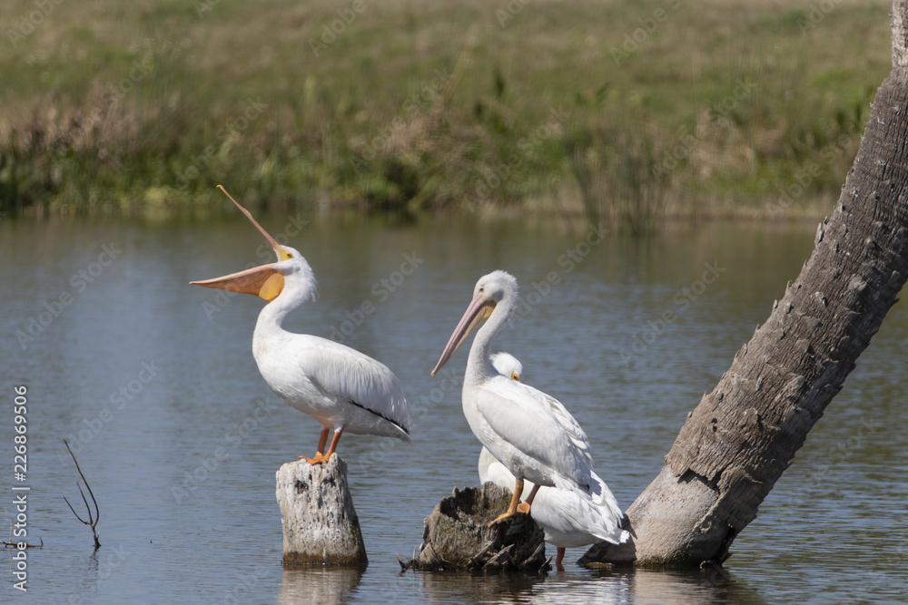 White Pelicans in a Florida marsh White Pelicans in a Florida marsh