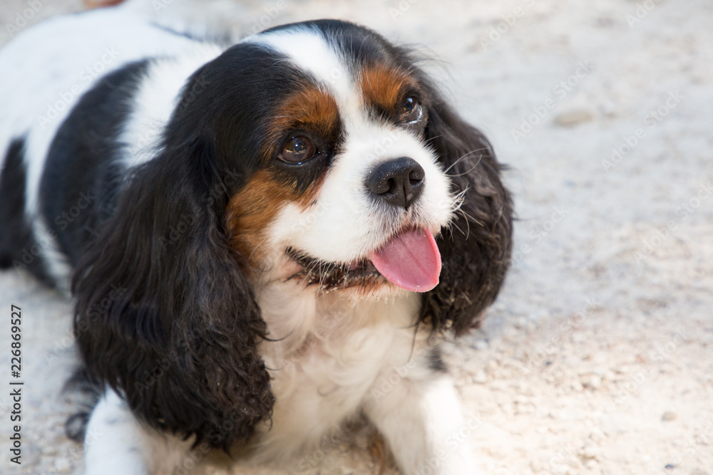 Cavalier king charles spaniel looking up  outdoor