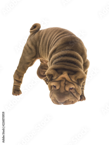 Wallpaper Mural Photographie portrait studio d'un chien Shar-Pei de couleur fauve sable sur fond blanc venant de chine Torontodigital.ca