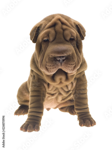Photographie portrait studio d'un chien Shar-Pei de couleur fauve sable sur fond blanc venant de chine