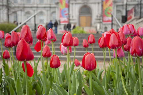 Beautiful pink and red tulips blooming near Place Jacques Cartier in Old Montreal photo