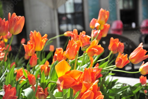 Colorful Spring tulips in bloom in Montreal
