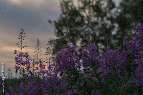Willow-herb violet flowers