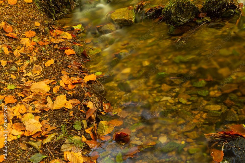 Stream gently cascading down a mountain forest with small waterfalls in the foreground and fresh green fern in the background Stream gently cascading down a mountain forest with small waterfalls in the foreground and fresh green fern in the background