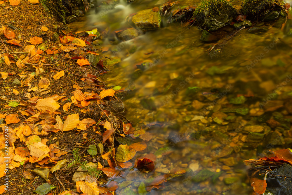 Stream gently cascading down a mountain forest with small waterfalls in the foreground and fresh green fern in the background