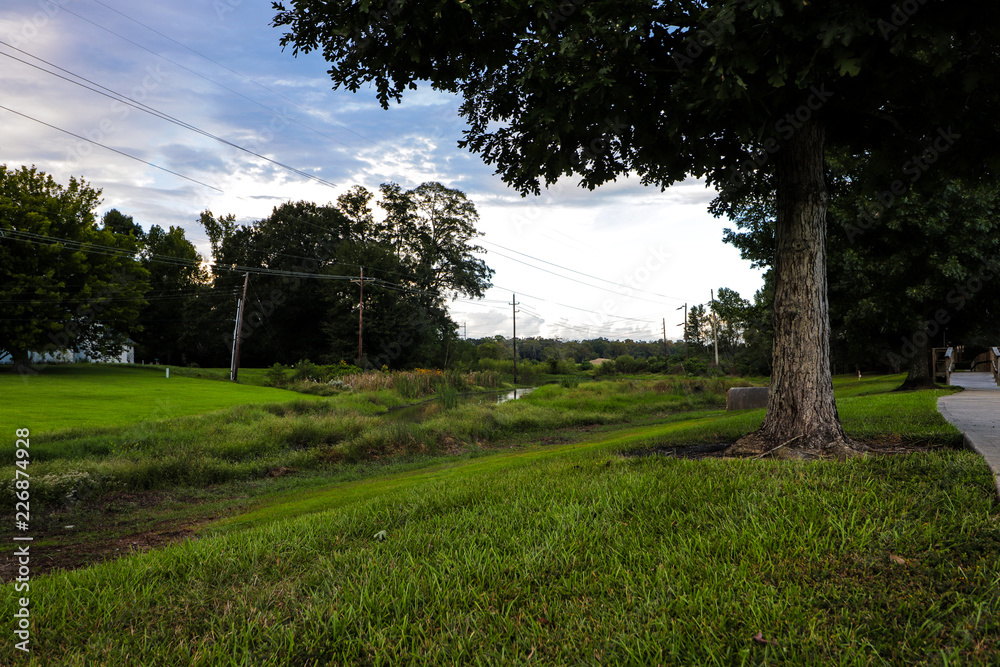 Obraz premium trees in the park