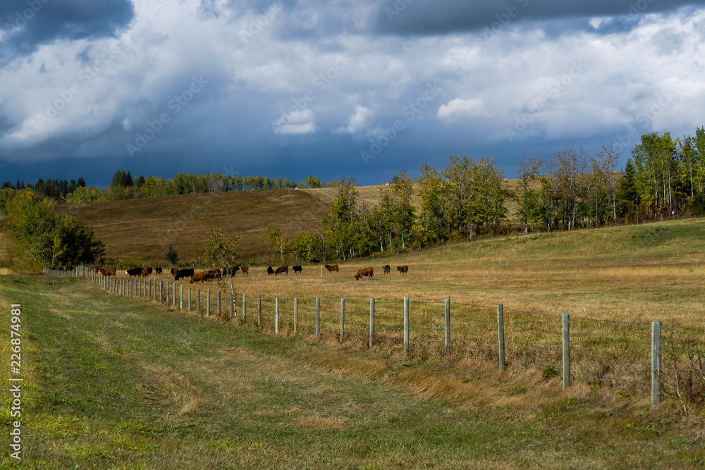 Pastureland and cattle in rural Alberta, Canada.