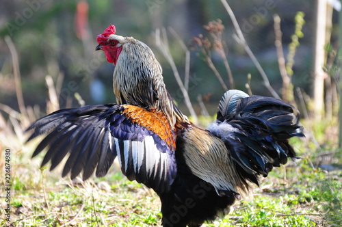 rooster flapping