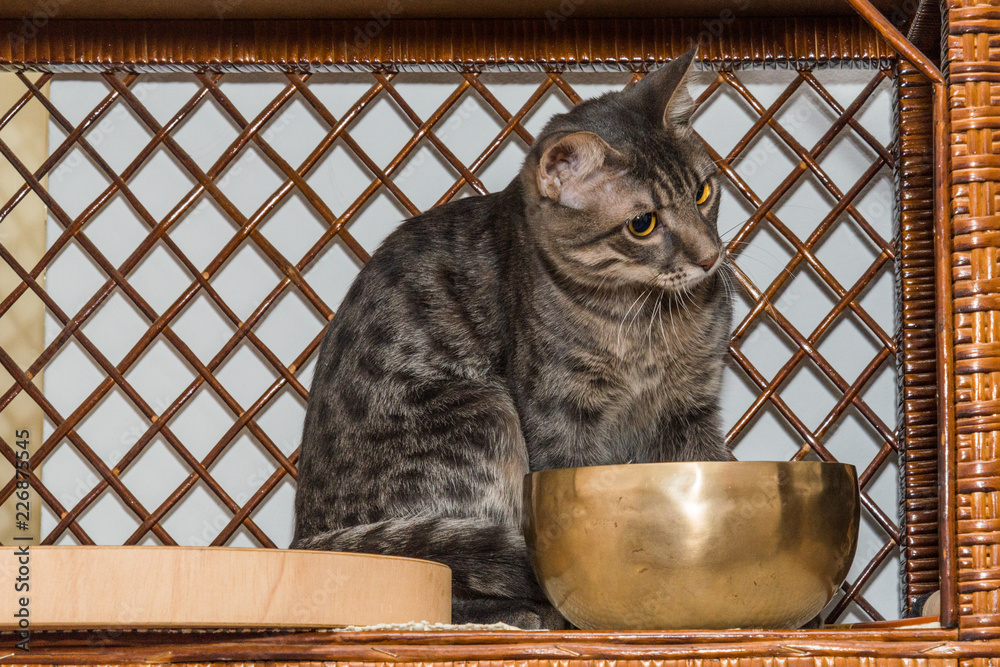 Naklejka premium Grey stripped mixed-breed cat 