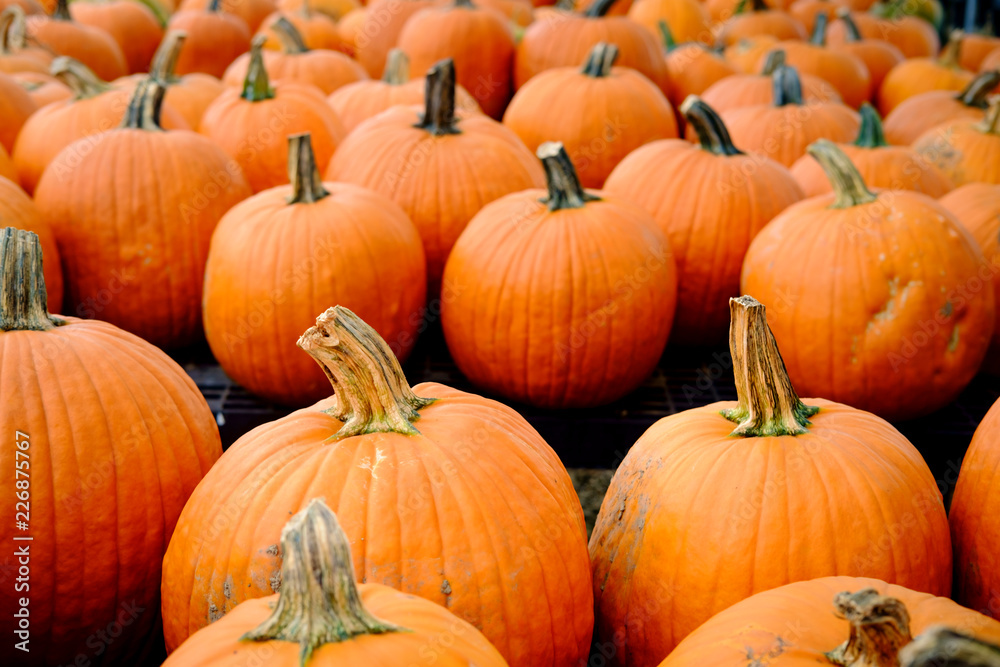 Display Pumpkins Display Pumpkins