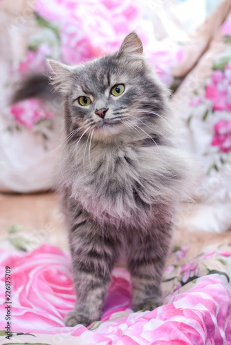 Beautiful fluffy grey cat © Elvira