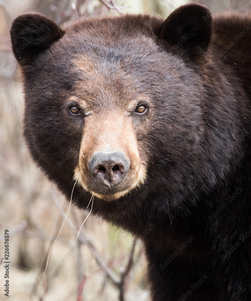 Fototapeta premium Black bear in the wild