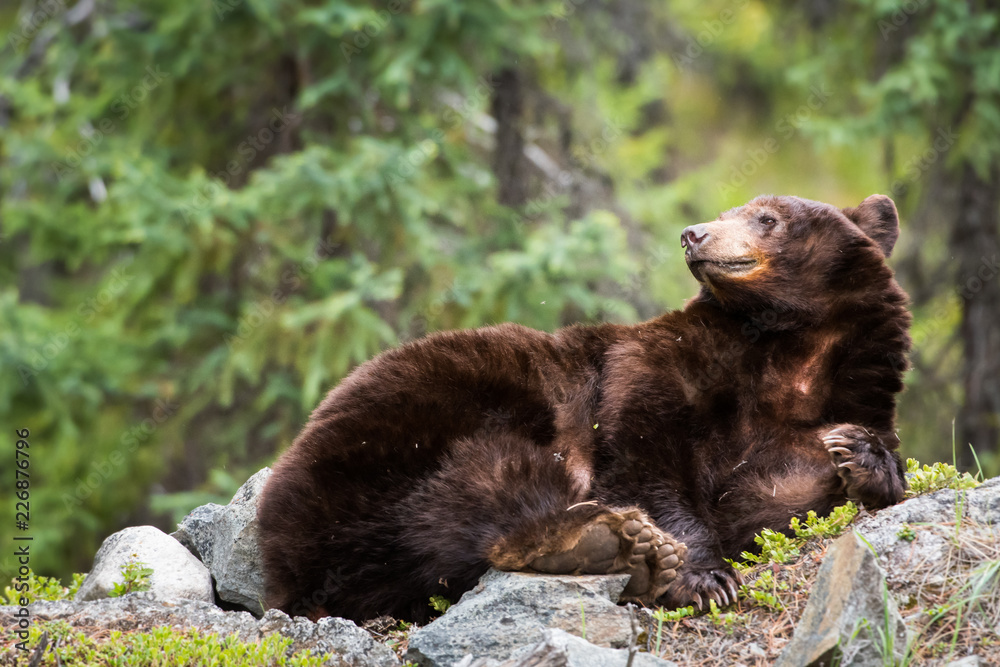 Obraz premium Black bear in the wild