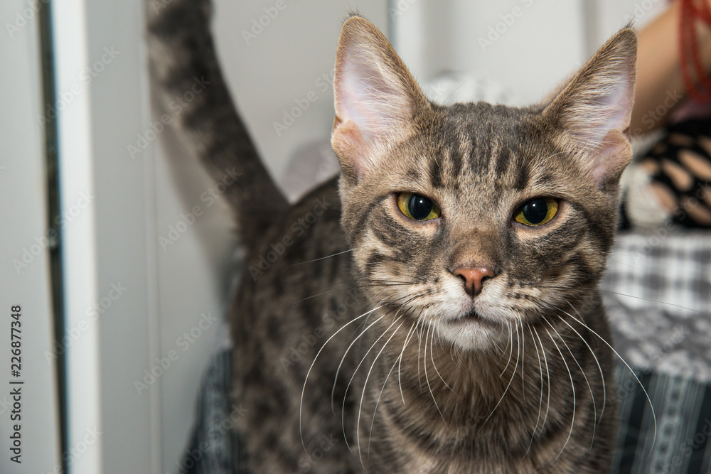 Naklejka premium Grey stripped mixed-breed cat 