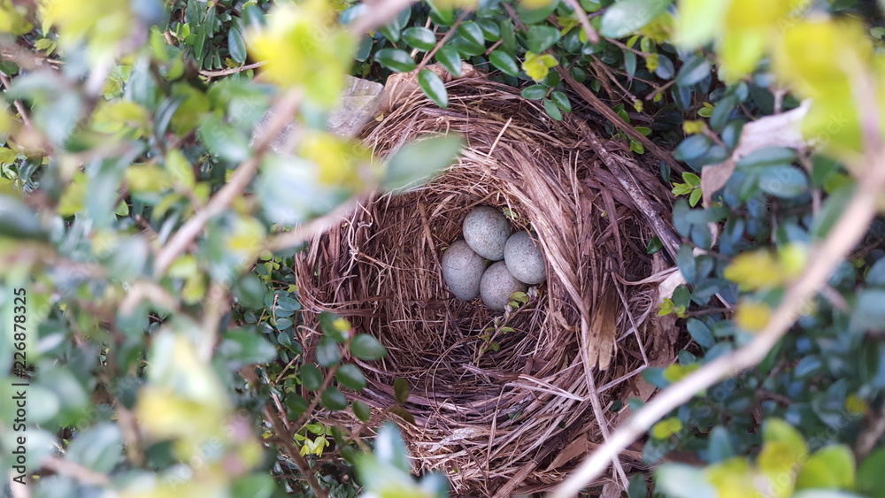 Birds Nest Birds Nest