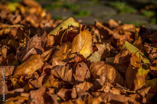 Buntes Herbstlaub im Sonnenschein © jokuephotography