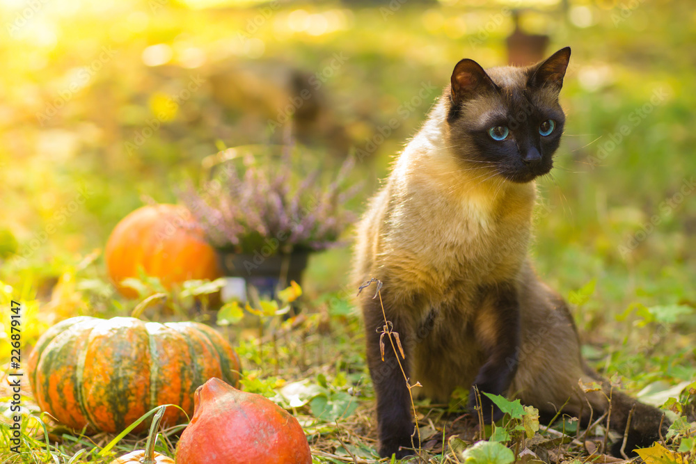 Cute cat sitting with Halloween pumpkins