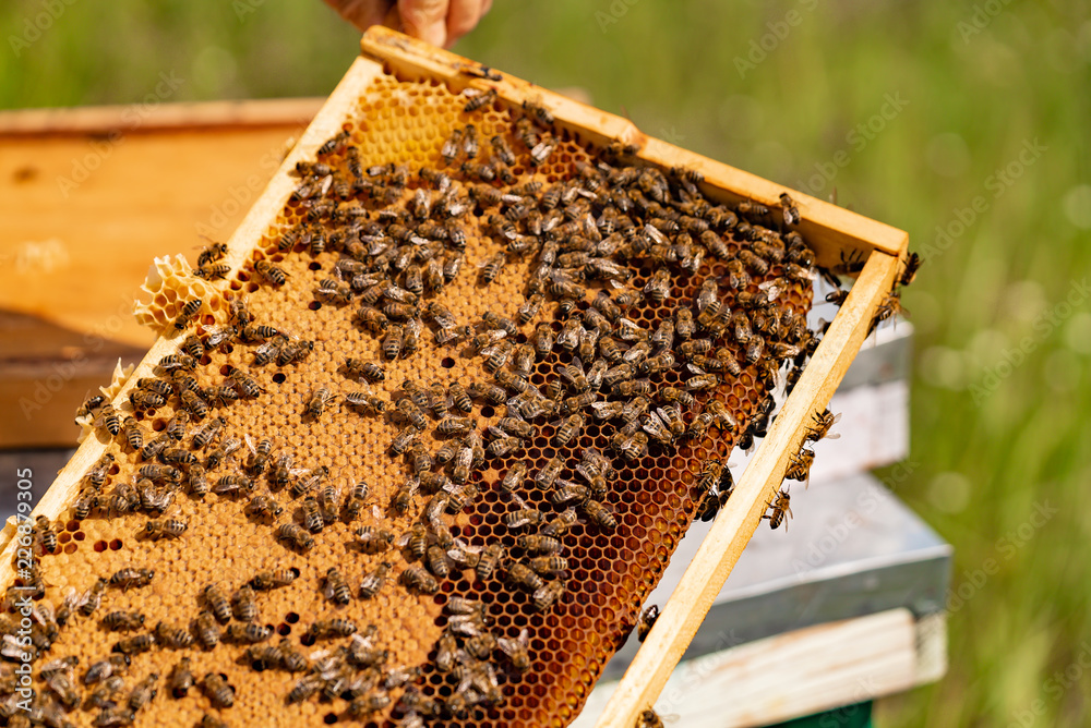 Beekeeper checking honeycomb frame with bees in his apiary. Working bees in a hive. Beekeeping. Honey. Beekeeper checking honeycomb frame with bees in his apiary. Working bees in a hive. Beekeeping. Honey.