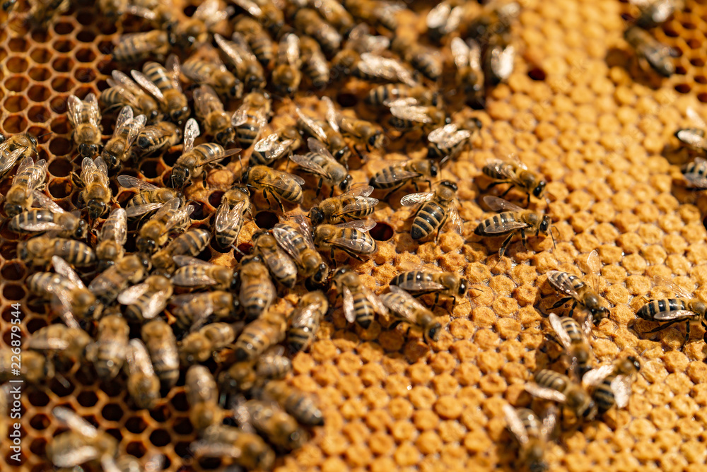 Close up view of the working bees on honey cells. Working bees on honeycomb. Honey. Close up view of the working bees on honey cells. Working bees on honeycomb. Honey.