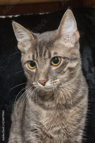 Quadro su tela Grey stripped mixed-breed cat