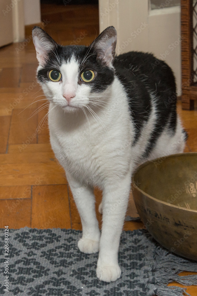 Naklejka premium A young male black and white colored cat 
