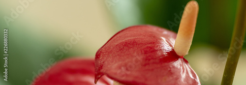 Anthurium - Red Flamingo Flower.