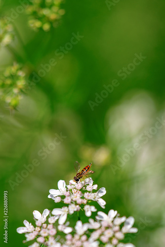 A close-up of a honey bee on a white flower. Image with copy space.
