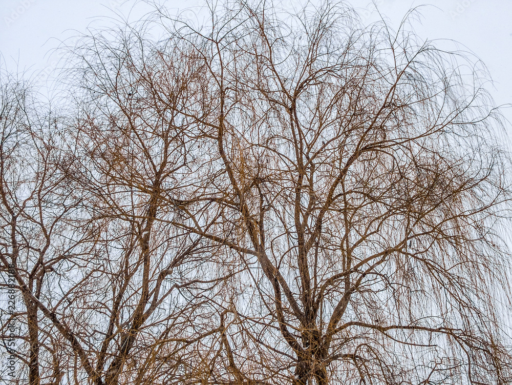 Bare trees against  a gray sky