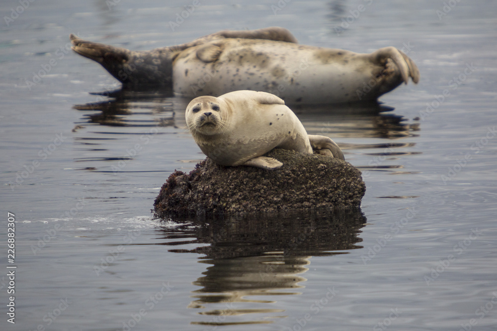 Naklejka premium Seals on the rocks