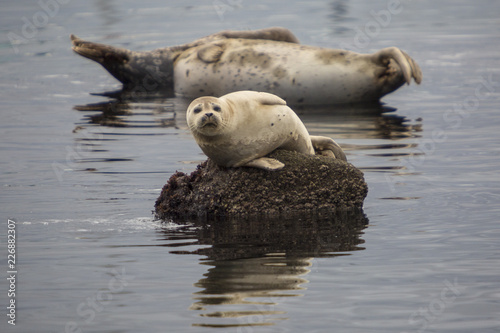 Seals on the rocks