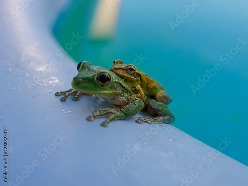 couple of frogs in a pool
