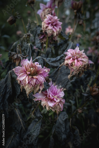 Purple pink faded withered flowers in decay from first autumn frost
