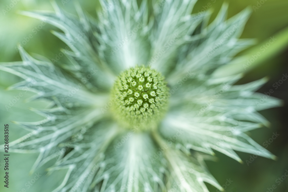 Alpine Sea Holly in horticulture Alpine Sea Holly in horticulture