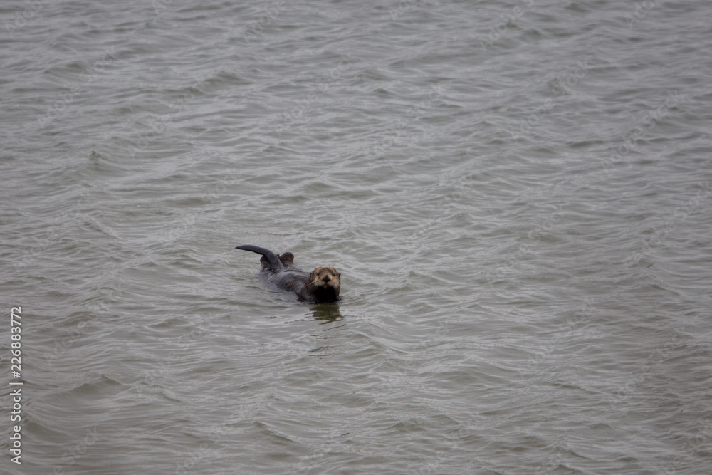 Moss Landing Otter Moss Landing Otter